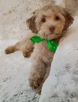 Alfie, a male Poodle - Toy  for sale in Hollywood, FL – Photo 1 of 3