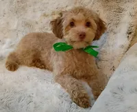 Alfie, a male Poodle - Toy  for sale in Hollywood, FL – Photo 3 of 3