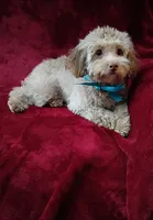 Alfie, a male Poodle - Toy  for sale in Hollywood, FL – Photo 1 of 3