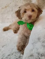 Alfie, a male Poodle - Toy  for sale in Hollywood, FL – Photo 2 of 3