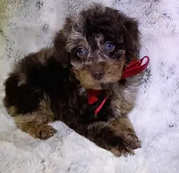 Merle Gizmo , a male Poodle - Miniature  for sale in Hollywood, FL – 4 of 4