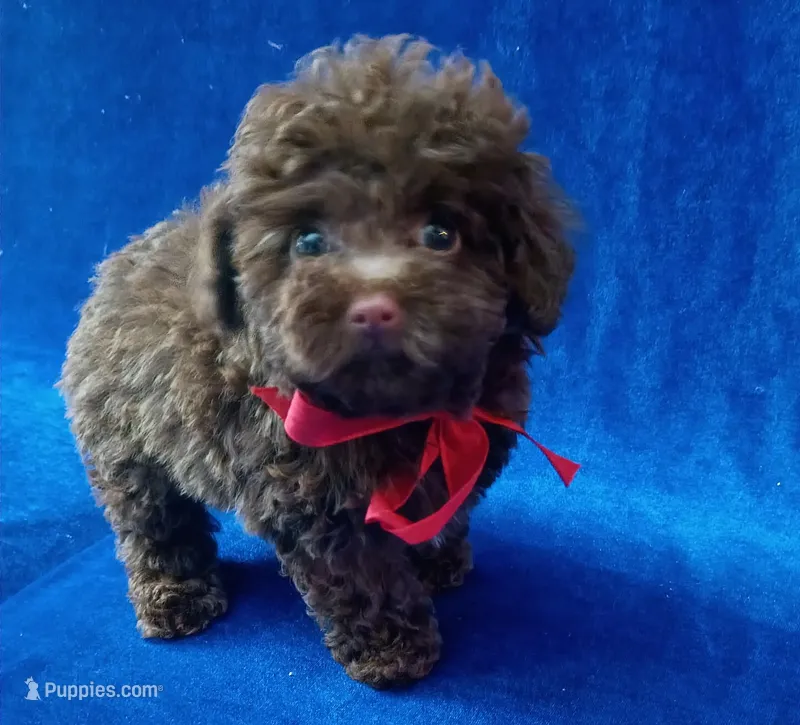 Tiny Colby, a male Poodle - Toy  for sale in Hollywood, FL – Photo 1 of 5