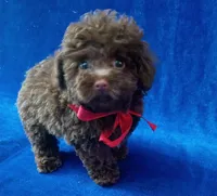 Tiny Colby, a male Poodle - Toy  for sale in Hollywood, FL – Photo 1 of 5