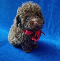 Tiny Colby, a male Poodle - Toy  for sale in Hollywood, FL – Photo 5 of 5