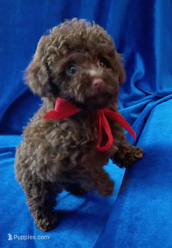 Tiny Colby – Poodle - Toy  puppy for sale in Hollywood, FL