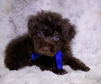 Green eyed chocolate boy, a male Poodle - Toy  for sale in Hollywood, FL – 2 of 4