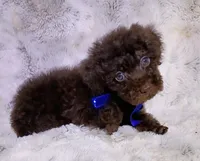 Green eyed chocolate boy, a male Poodle - Toy  for sale in Hollywood, FL – 3 of 4