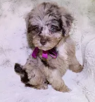 Merle Brianna deposit received , a female Poodle - Toy  for sale in Hollywood, FL – 3 of 7