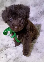 Chocolate Yogi , a male Poodle - Miniature  for sale in Hollywood, FL – 2 of 4
