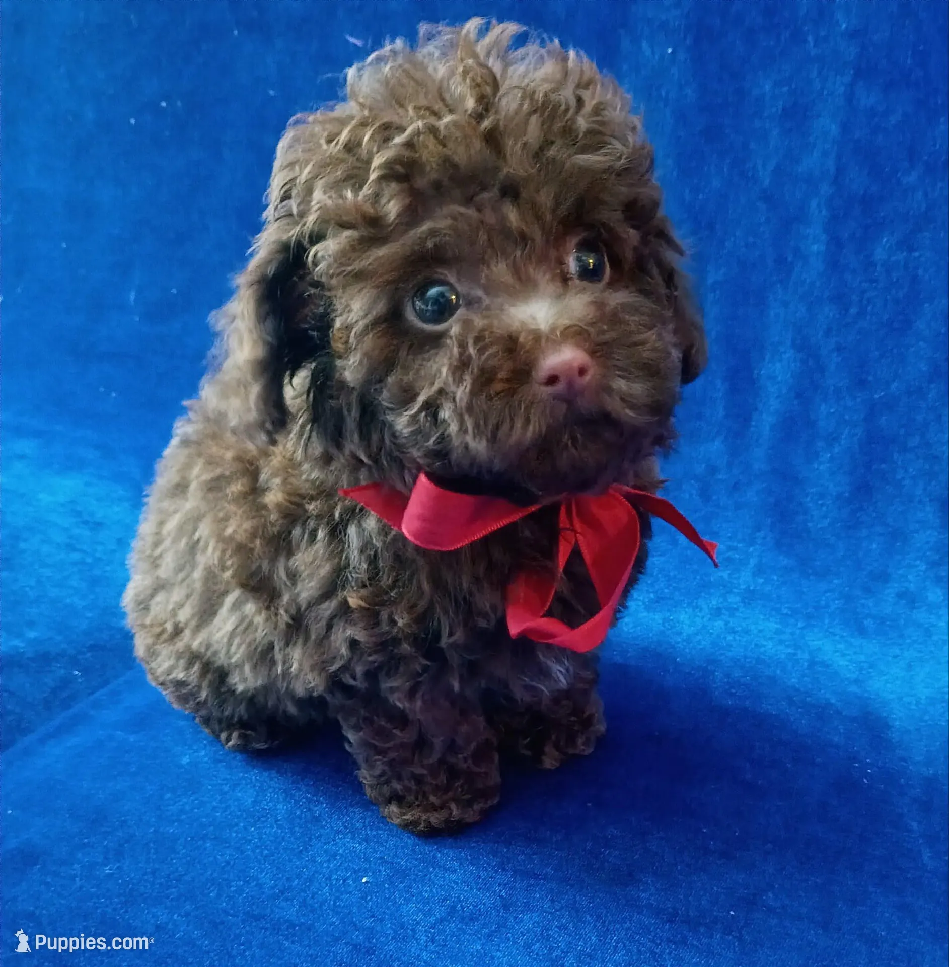 Tiny Colby, a male Poodle - Toy  for sale in Hollywood, FL – Photo 3 of 5