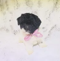 Cookies and Cream , a female Maltipoo for sale in Hollywood, FL – 2 of 4