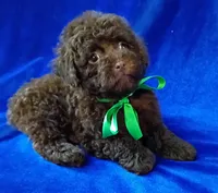 Gizmo, a male Poodle - Toy  for sale in Hollywood, FL – Photo 2 of 4