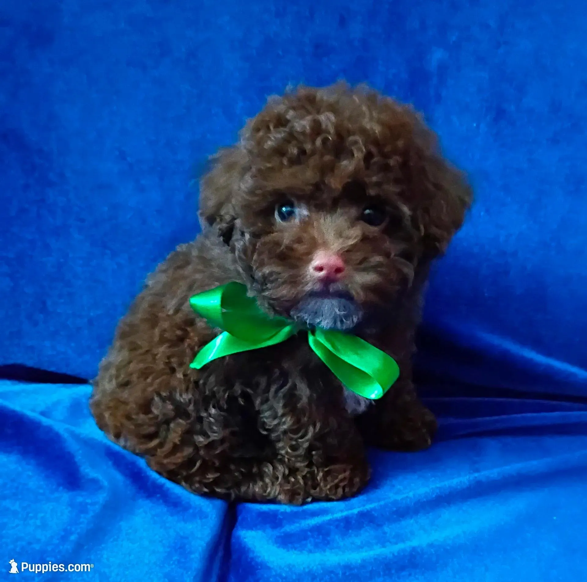Gizmo deposit received , a male Poodle - Toy  for sale in Hollywood, FL – Photo 1 of 5