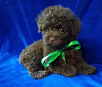 Gizmo, a male Poodle - Toy  for sale in Hollywood, FL – Photo 1 of 4