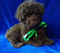 Gizmo, a male Poodle - Toy  for sale in Hollywood, FL – Photo 3 of 4