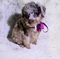 Merle Brianna , a female Poodle - Toy  for sale in Hollywood, FL – 4 of 4