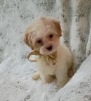 Little Daisy , a female Maltipoo for sale in Hollywood, FL – 3 of 3