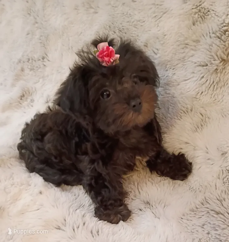 Small Yorkie poo girl  – Yorkipoo puppy for sale in Hollywood, FL