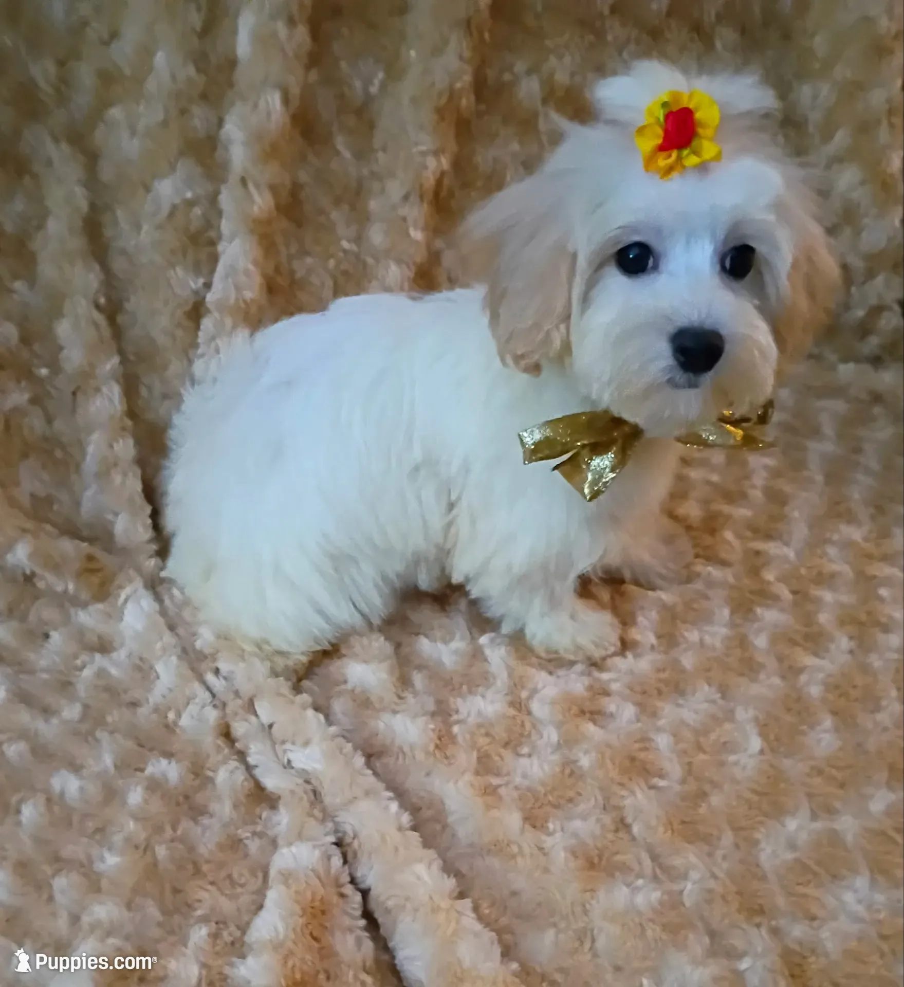 Lil Lady Deposit on Hold , a female Maltipoo for sale in Hollywood, FL – 2 of 4
