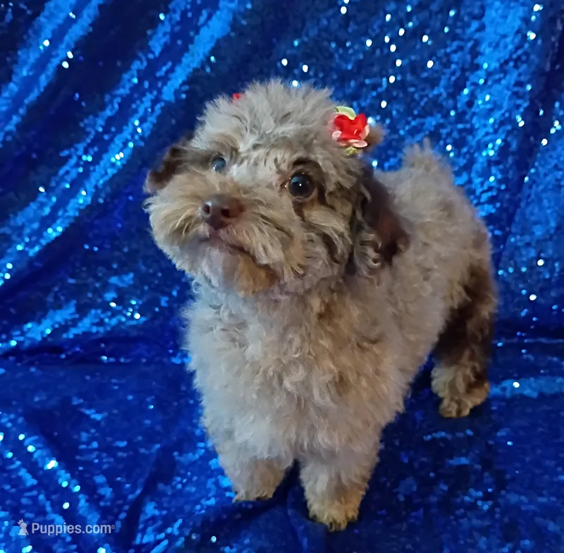 Princess Merle  – Poodle - Toy  puppy for sale in Hollywood, FL