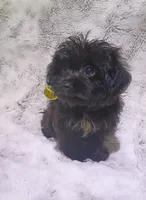 Very tiny Lyla, a female Yorkipoo for sale in Hollywood, FL – 2 of 3