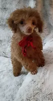 Chocolate Cara, a female Poodle - Toy  for sale in Hollywood, FL – 4 of 5