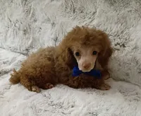 Chocolate boo boo bear, a male Poodle - Toy  for sale in Hollywood, FL – 4 of 4