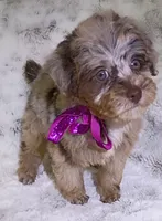 Merle Brianna deposit received , a female Poodle - Toy  for sale in Hollywood, FL – 2 of 7