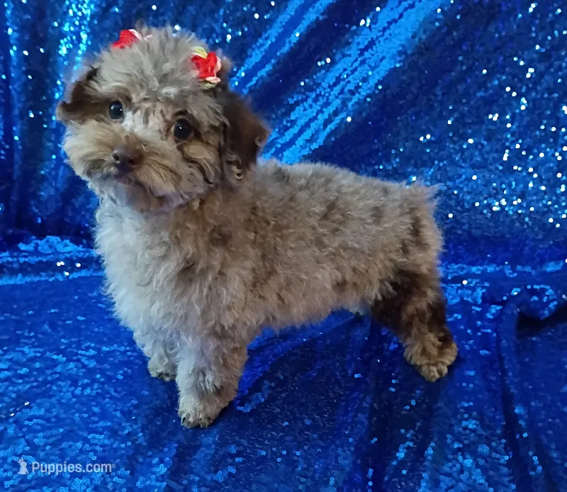 Princess Merle  – Poodle - Toy  puppy for sale in Hollywood, FL