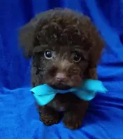 Teddy Bear, a male Poodle - Toy  for sale in Hollywood, FL – Photo 2 of 4