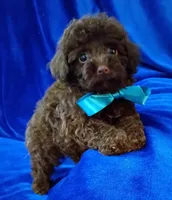 Teddy Bear, a male Poodle - Toy  for sale in Hollywood, FL – Photo 1 of 4