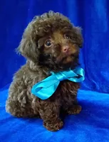 Teddy Bear, a male Poodle - Toy  for sale in Hollywood, FL – Photo 4 of 4