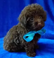 Teddy Bear, a male Poodle - Toy  for sale in Hollywood, FL – Photo 3 of 4