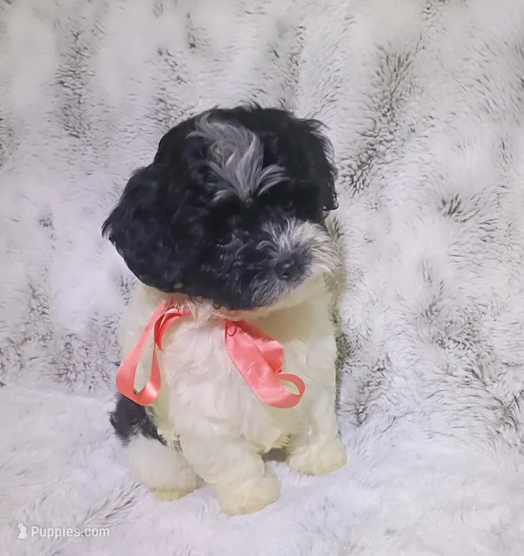 Tiny Lila – Maltipoo puppy for sale in Hollywood, FL