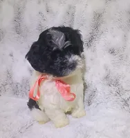 Tiny Lila, a female Maltipoo for sale in Hollywood, FL – 4 of 4