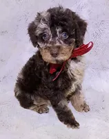 Merle Gizmo , a male Poodle - Miniature  for sale in Hollywood, FL – 3 of 4