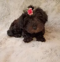 Small Yorkie poo girl , a female Yorkipoo for sale in Hollywood, FL – 3 of 4