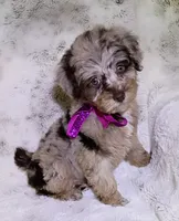 Merle Brianna deposit received , a female Poodle - Toy  for sale in Hollywood, FL – 5 of 7