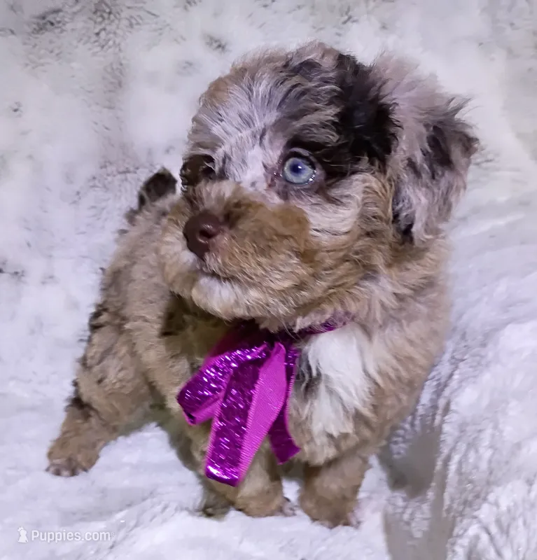 Merle Brianna  – Poodle - Toy  puppy for sale in Hollywood, FL
