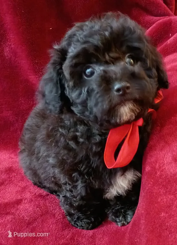 Suzi – Poodle - Toy  puppy for sale in Hollywood, FL