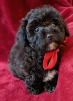 Suzi, a female Poodle - Toy  for sale in Hollywood, FL – 1 of 4