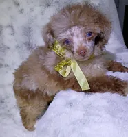 T  Cup Merle , a female Poodle - Toy  for sale in Hollywood, FL – 4 of 7