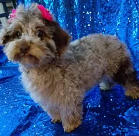 Merle girl Deposit Received , a female Poodle - Toy  for sale in Hollywood, FL – 2 of 2