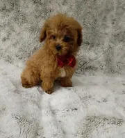T cup boy AKC registered , a male Poodle - Toy  for sale in Hollywood, FL – 4 of 5