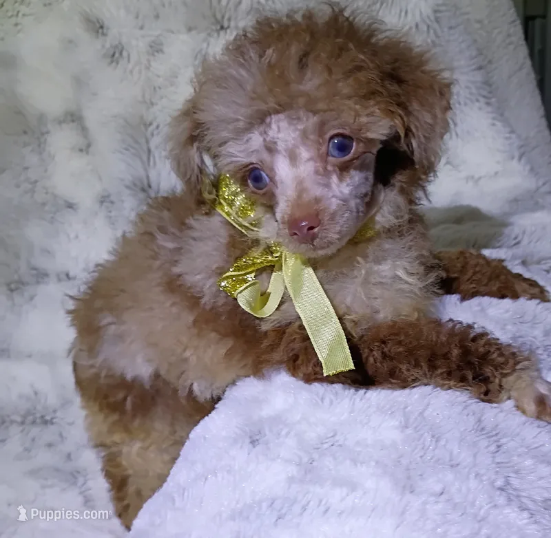 T  Cup Merle  – Poodle - Toy  puppy for sale in Hollywood, FL