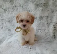 Little Daisy , a female Maltipoo for sale in Hollywood, FL – 2 of 3