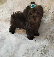 Little Yorkie poo boy, a male Yorkipoo for sale in Hollywood, FL – 5 of 5