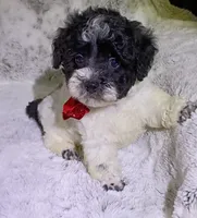 Pongo , a male Maltipoo for sale in Hollywood, FL – 2 of 3