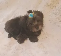 Little Yorkie poo boy, a male Yorkipoo for sale in Hollywood, FL – 3 of 5