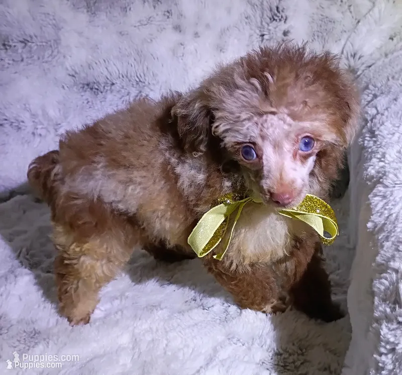 T  Cup Merle  – Poodle - Toy  puppy for sale in Hollywood, FL